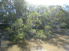 Mangroves IMG_9132