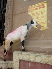 varanasi – goat eating poster by kay.tee