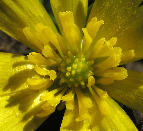 Yellow anemone macro