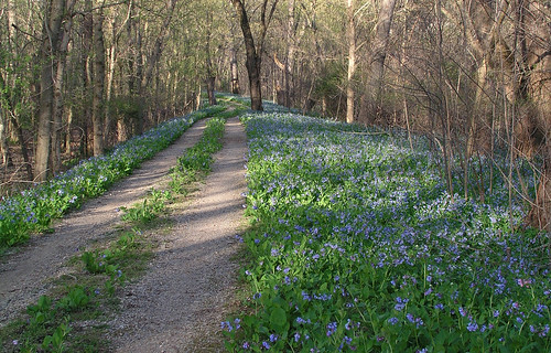 Bluebells along the C&O Canal towpath