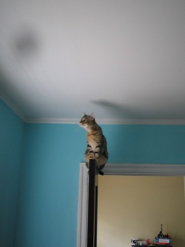 girl kitty on the door
