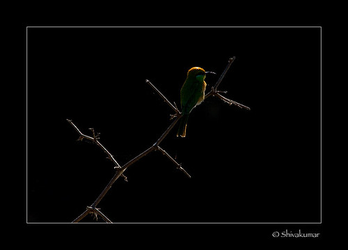 BEEEATER_backlit