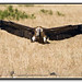 African White-backed Vulture (Gyps africanus) Vitryggad gam