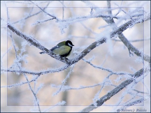 Great Tit (синица) in the rimed forest ©  Tatters 