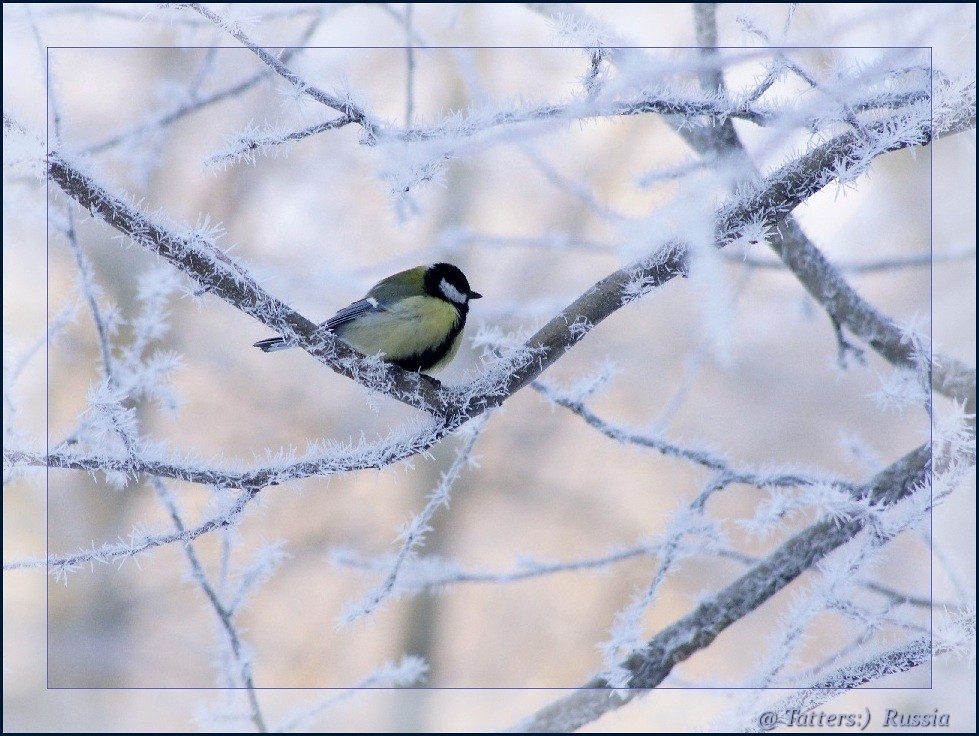 : Great Tit () in the rimed forest