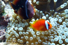 Black and Orange Anemonefish