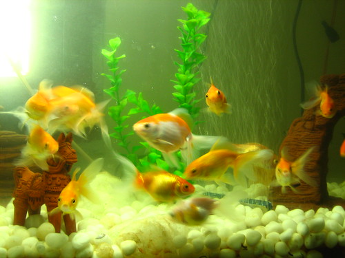 goldfish tank. Check out these gold fish tank