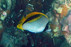 Lined Butterflyfish on Koh Ngai Island