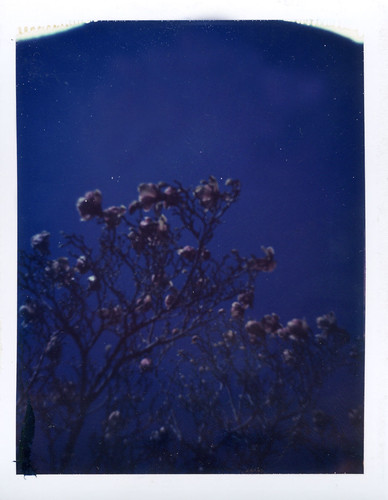 midnight magnolias