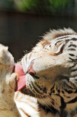 White tiger licking her paw