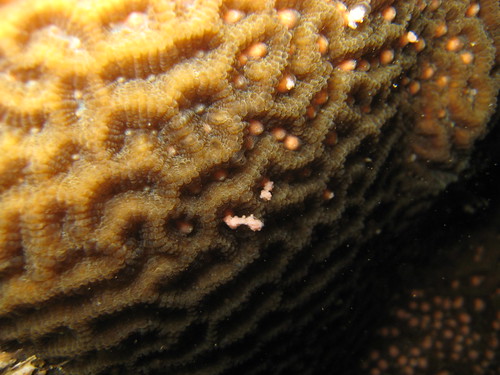 Goniastrea sp. spawning