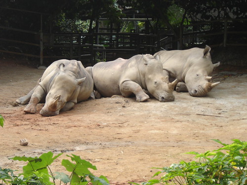 Sleeping Rhinos