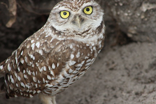 burrowing owls 1-26-08 118