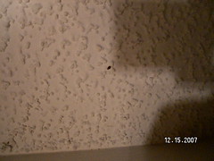 Photos of bed bugs on a popcorn ceiling, wall, wooden furniture