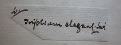 Trifolium elegans Savi