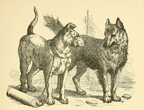 Canis et Lupus