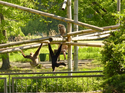 Spaß mit den Affen -  im Mai im Tierpark Berlin-Friedrichsfelde