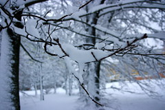 Snow_in_Brno021