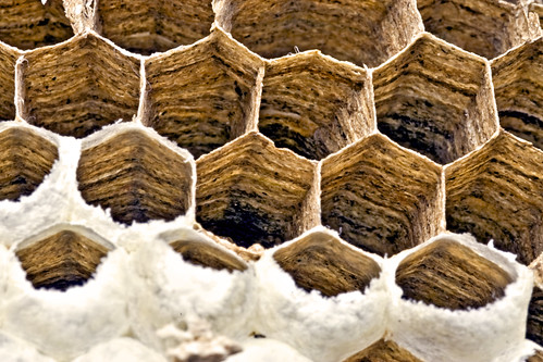 Wasp nest (closer)