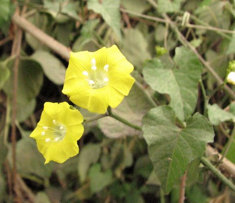 un id yellow wildflower JLR Galibore