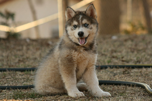 Destiny the wolf-dog cub/puppy
