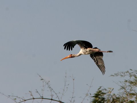 painted stork flying
