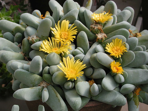 Cactus in Bloom.JPG