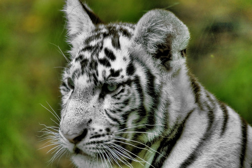 Baby+white+tiger+background
