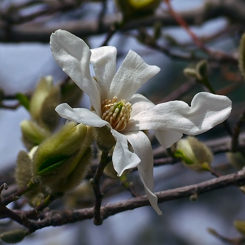 Missouri Botanical (Shaw's) Garden, in Saint Louis, Missouri, USA - white flower 1