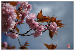樱花 ／ Cherry Blossom ／ Kirschblüte