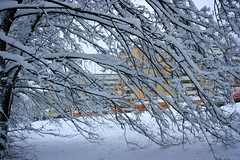 Snow_in_Brno022