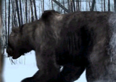 04 giant bear chases human