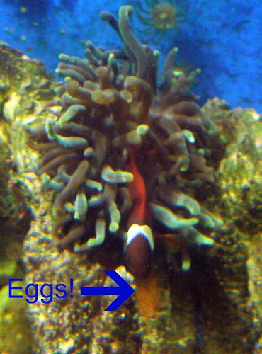 Tomato clownfish with anemone and eggs