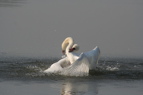 Angry Mute Swans
