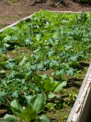 Humble Garden 2009: kale, cabbage, spinach, bok choy, onion