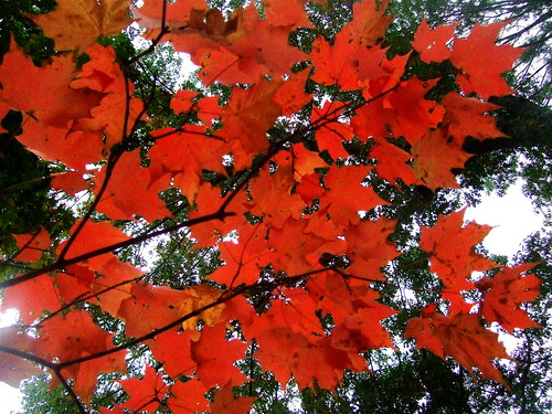 Maple Leaves by mehughes.