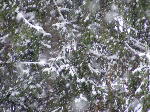 Snow in Fairmont 05Dec07 (8)