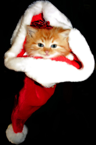Meowie Christmas to you all