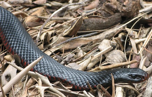 Red-bellied Black Snake - Pseudechis porphyriacus