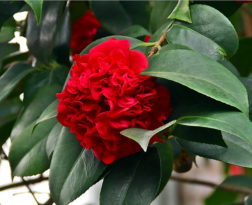 Missouri Botanical Gardens, in Saint Louis, Missouri - red flowers 3