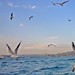 64. Gulls crossing the Bosphorus