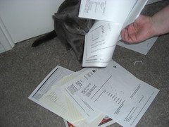 Cat accountants