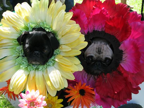 Pug Flowers