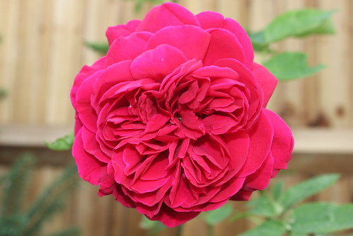 Old Timer Rose