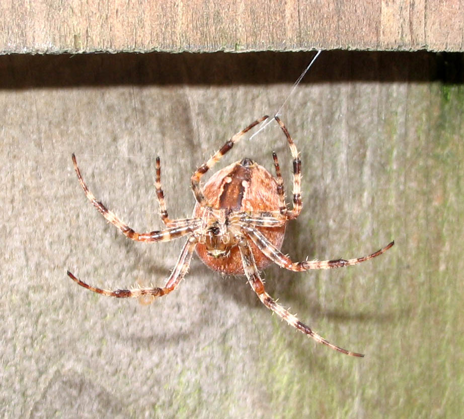Pumpkin spider.10.15.07