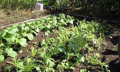 今週の市民農園:水菜と小松菜