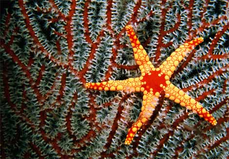 red-and-yellow necklace sea star