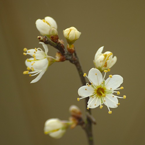 Prunus spinosa - Sleedoorn. Foto: AnneTanne. Creative Commons License