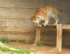 Moving Tiger  - Tulsa Zoo