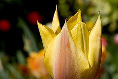 Tulip Craze